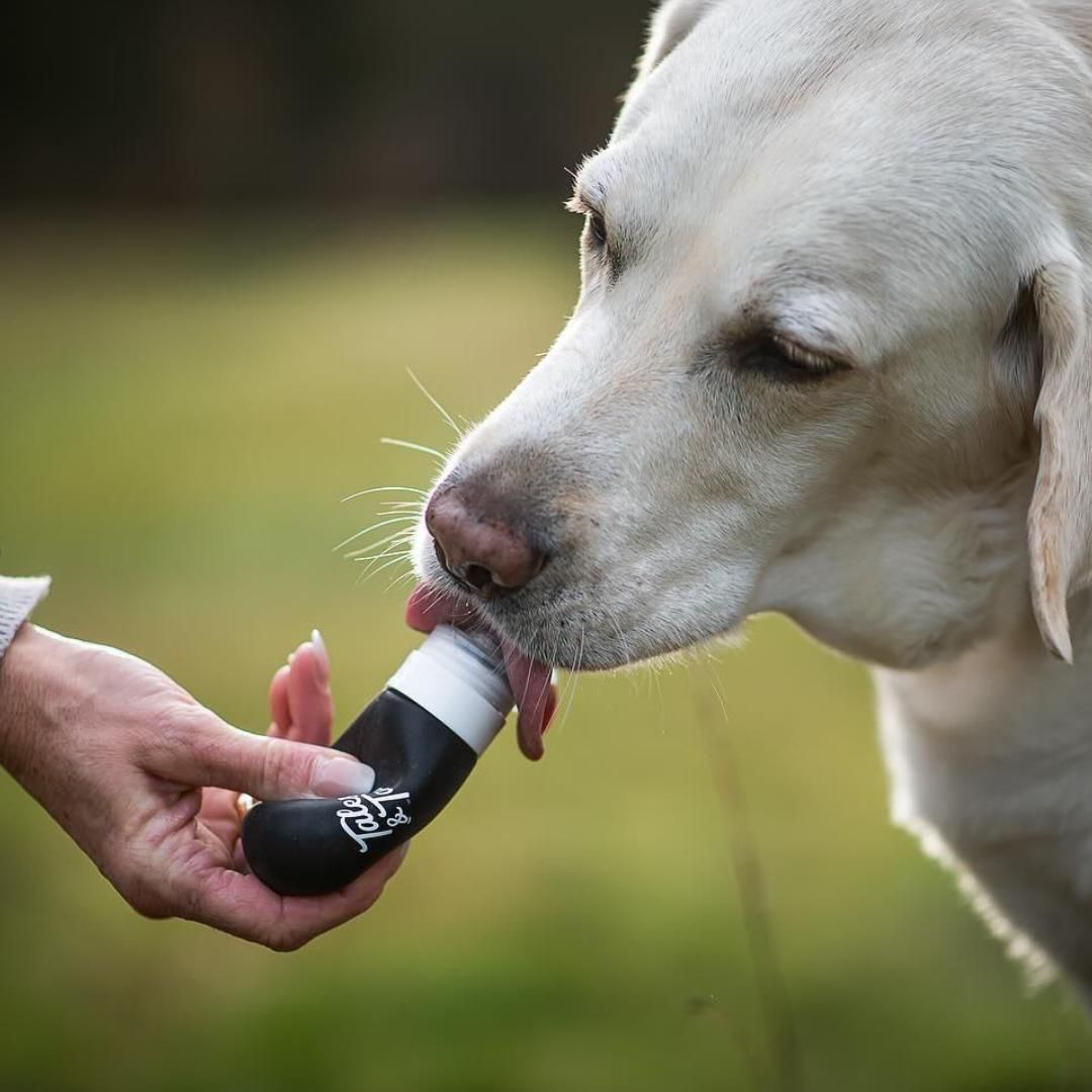 Finger, Person, Kopf, Hund, Haustier