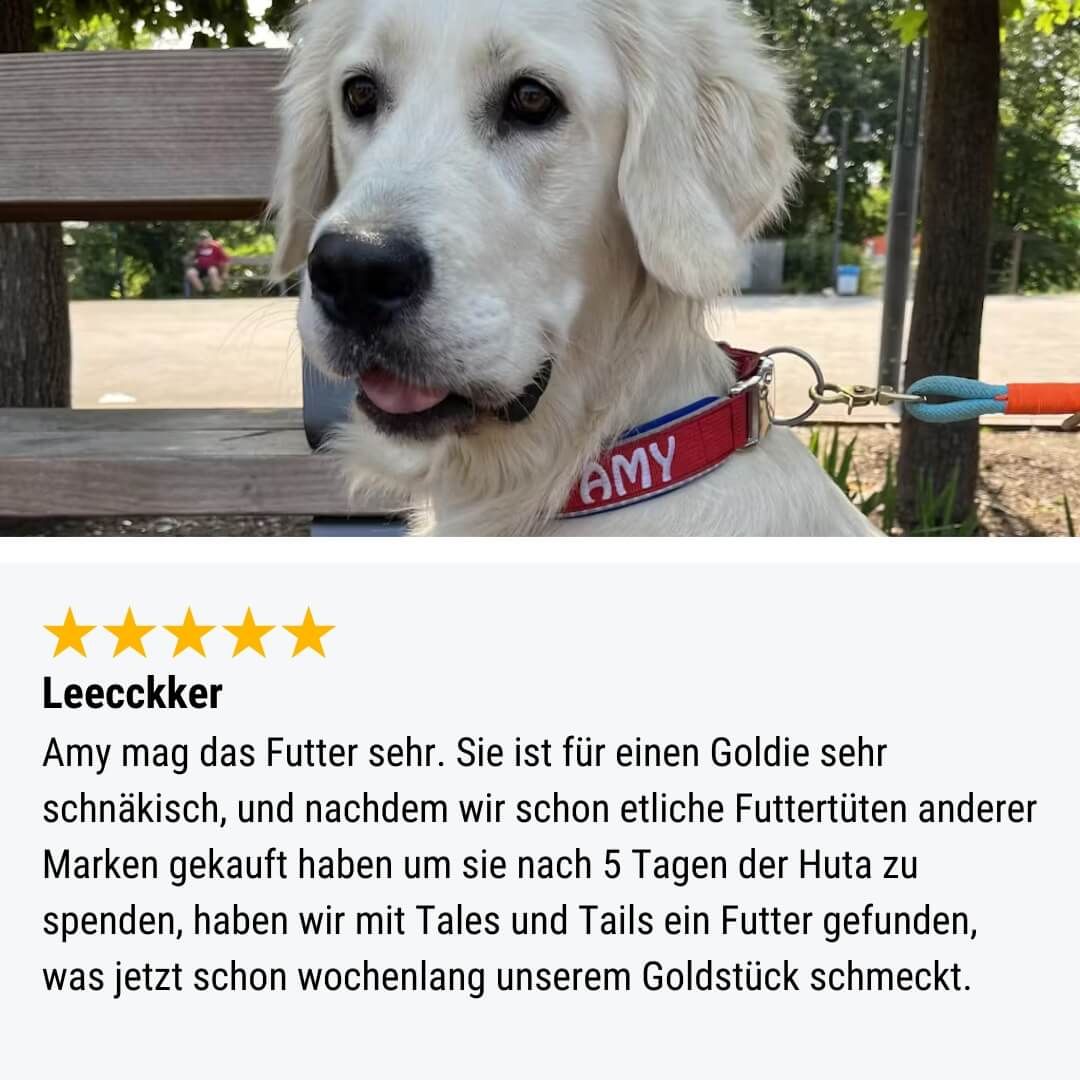 Tier, Hund, Säugetier, Haustier