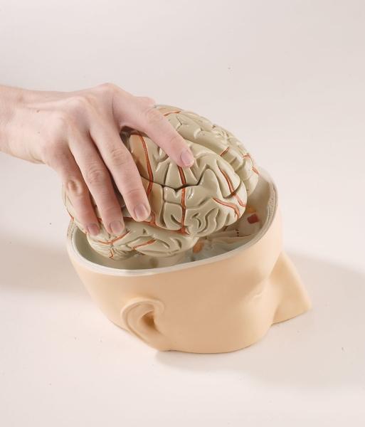 Erler-zimmer Kopfbasis mit 7-teiligem Gehirn