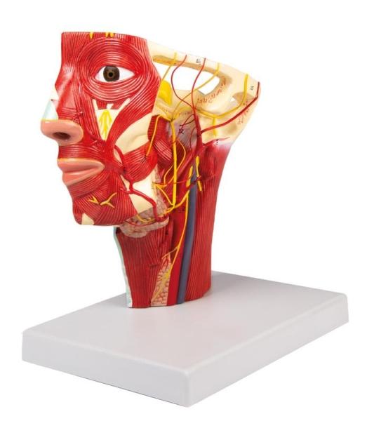 Erler-zimmer Arterien des Kopfes