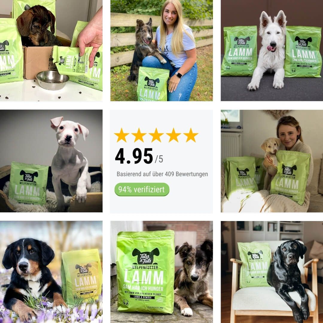 Person, Hund, Säugetier, Haustier