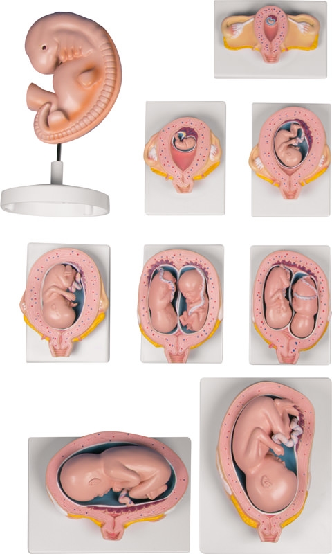 Schwangerschaftsserie, 9 Modelle