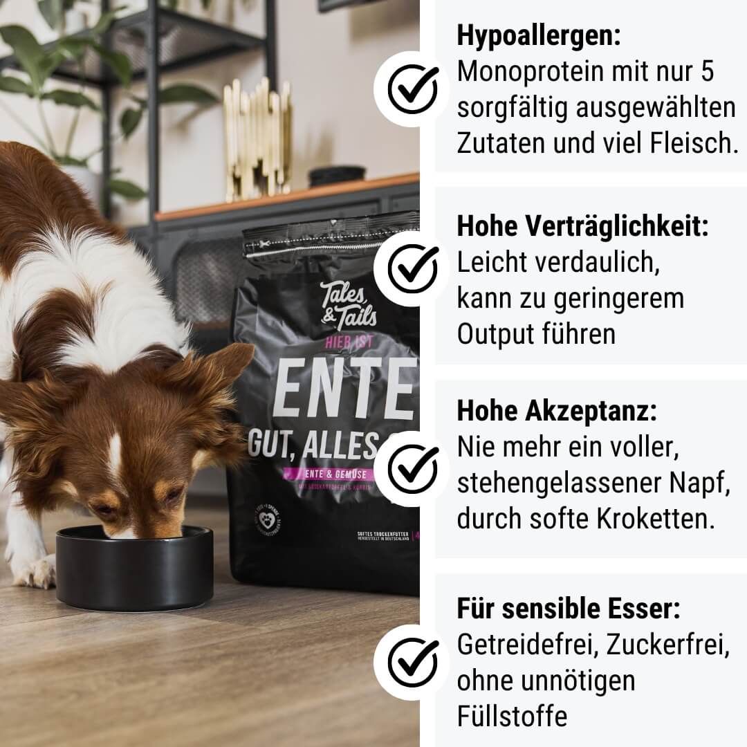 Tier, Hund, Säugetier, Haustier