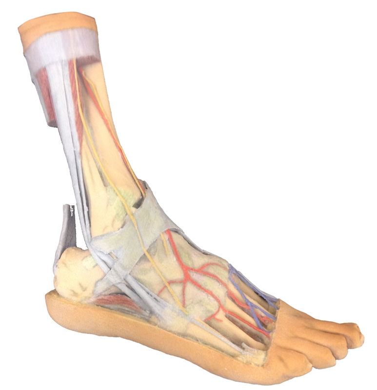 Fuß – Oberflächliche und tiefe Strukturen des distalen Unterschenkels und des Fußes