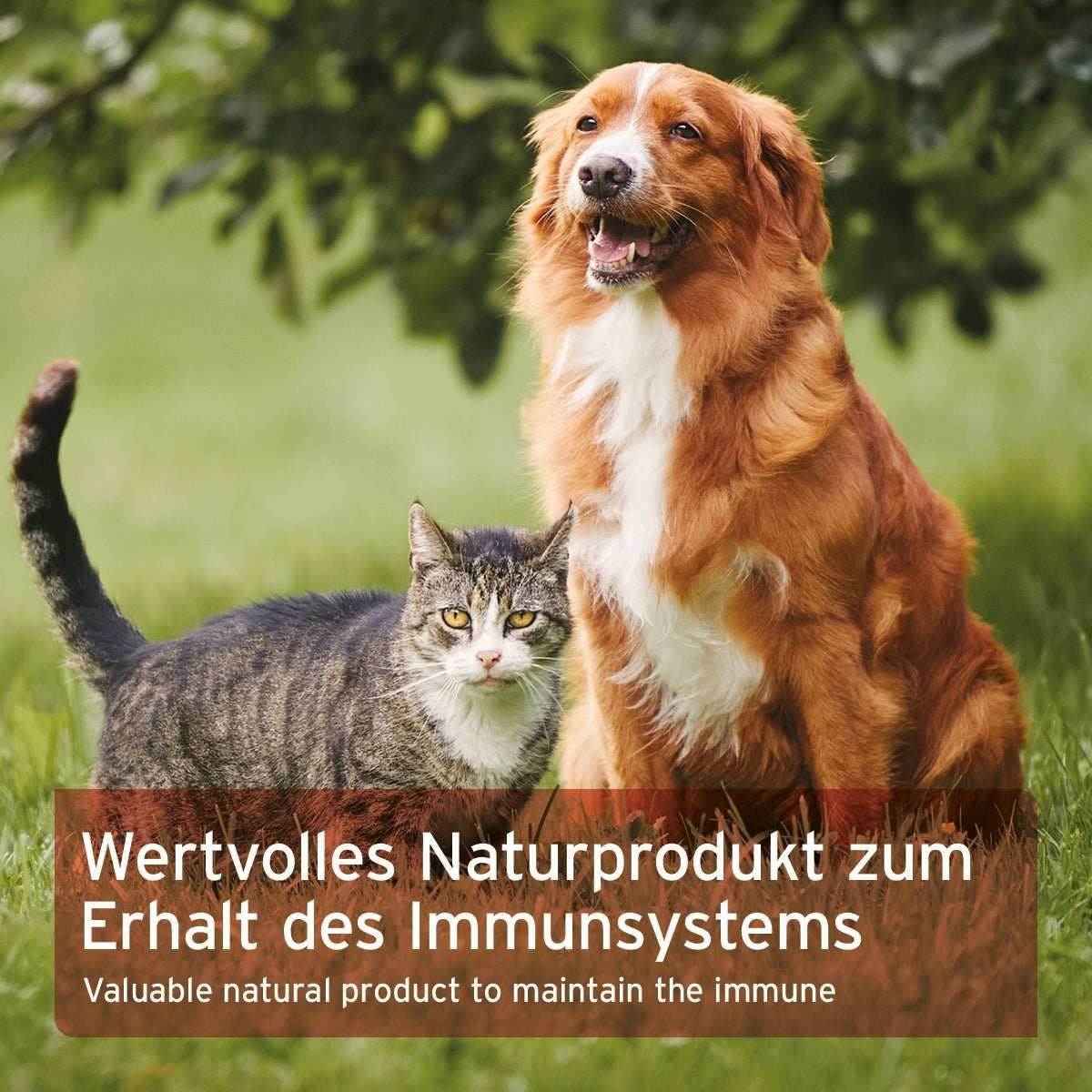 Werbung, Plakat, Hund, Haustier, Katze