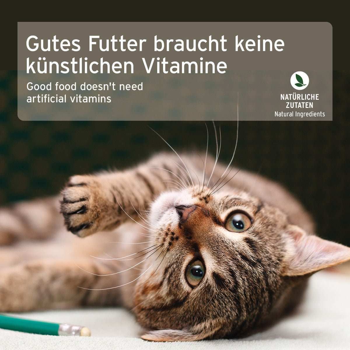 Abessinisch, Tier, Katze, Säugetier, Haustier