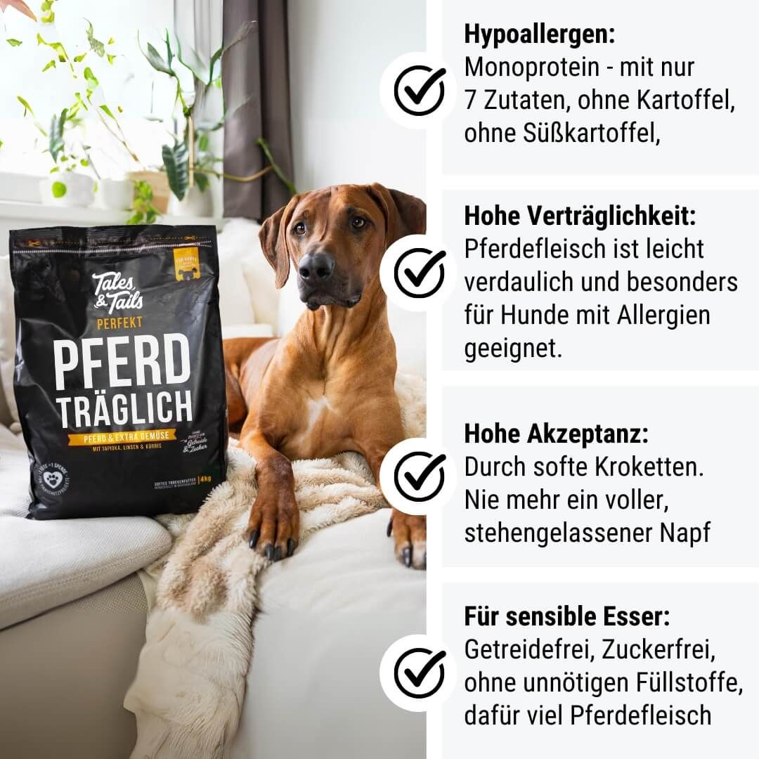 Hund, Säugetier, Haustier, Werbung