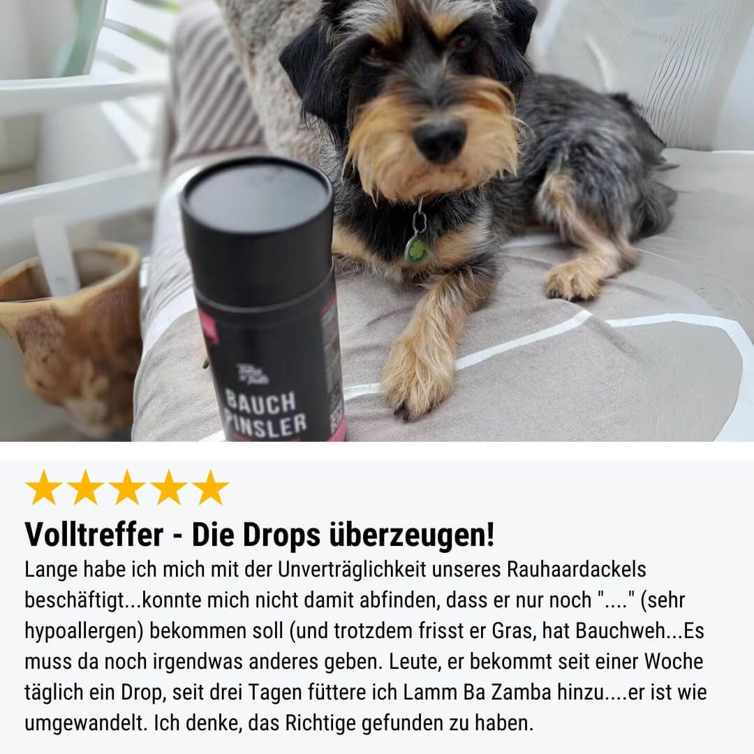 Hund, Säugetier, Haustier, Welpe