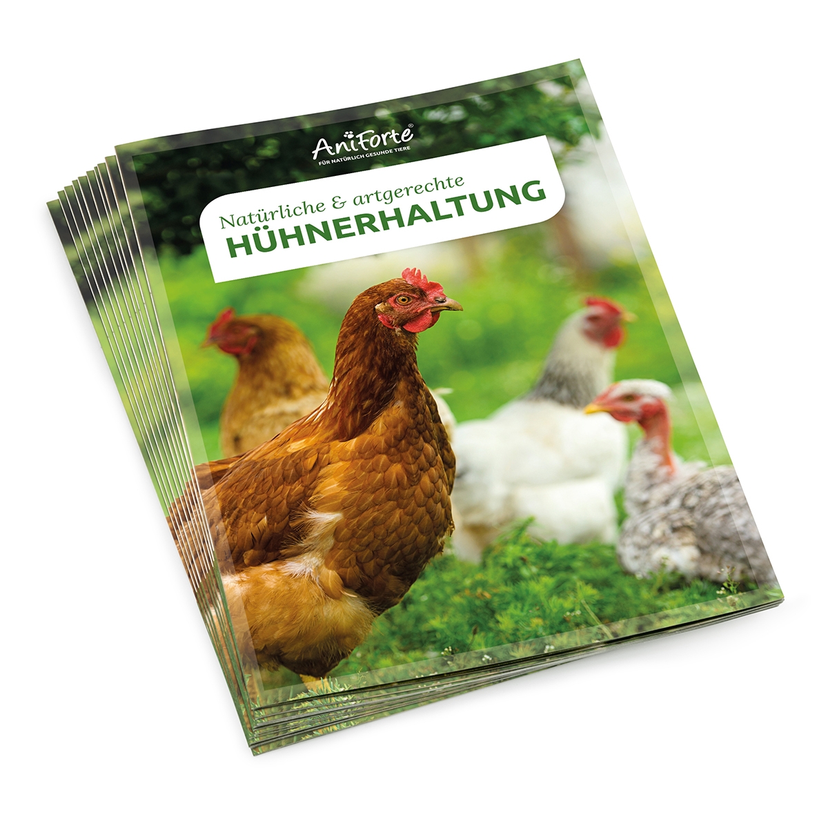 Flyer | Natürliche & artgerechte Hühnerhaltung
