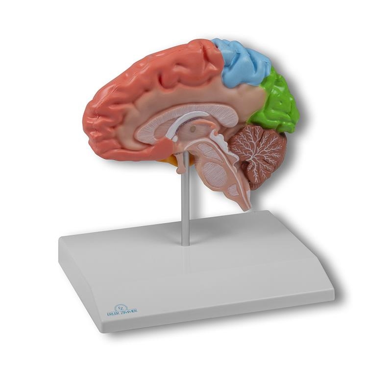 Gehirnhälfte, regional, lebensgroß - EZ Augmented Anatomy