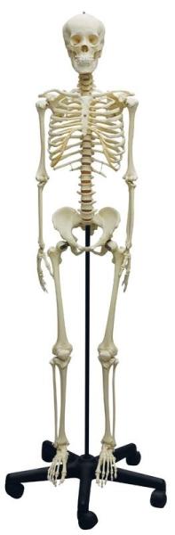 Erler-zimmer Heranwachsenden-Skelett