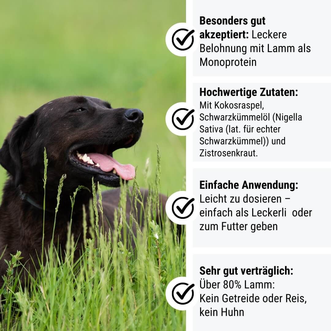 Hund, Labrador Retriever, Haustier, Gras