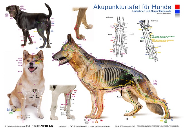Akupunkturtafel Hund