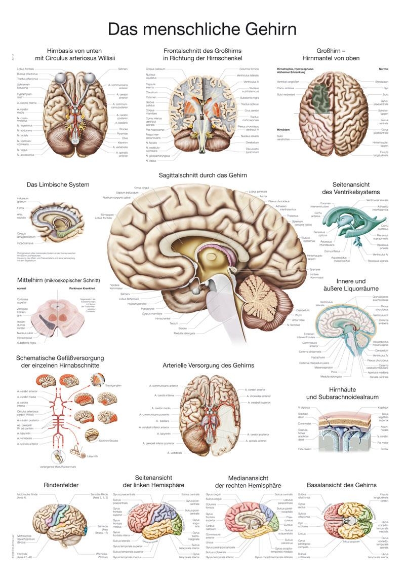 Lehrtafel "Das menschliche Gehirn" (englisch), 70x100cm