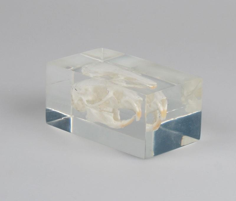 Meerschweinchenschädel in Kunststoffblock