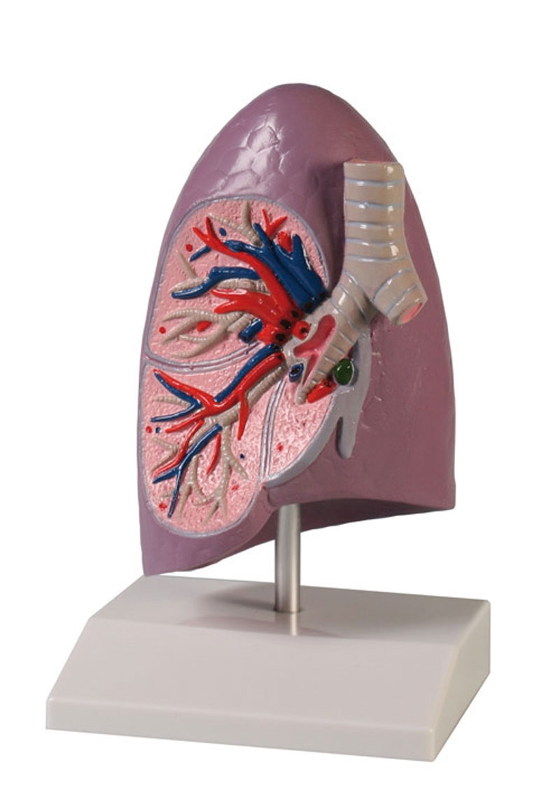 Lungenhälfte, natürliche Größe - EZ Augmented Anatomy