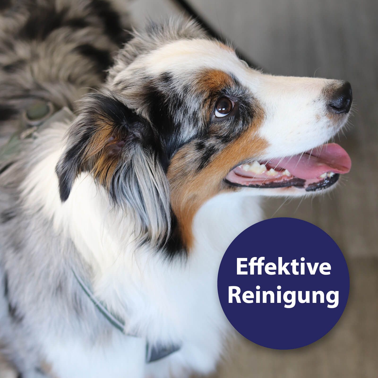 Tier, Hund, Säugetier, Haustier, Tier, Hund, Säugetier, Haustier
