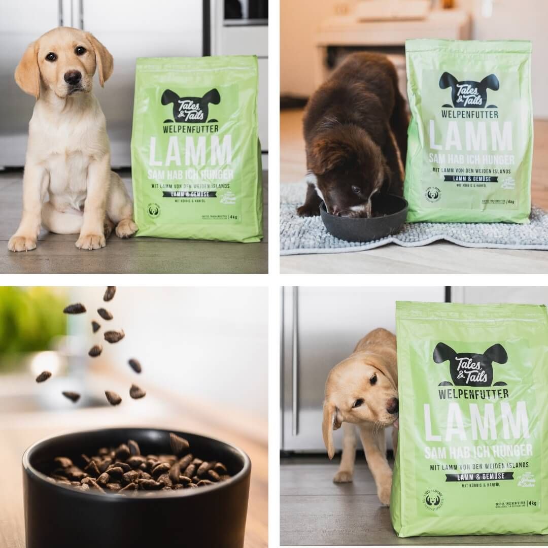 Tier, Hund, Säugetier, Haustier