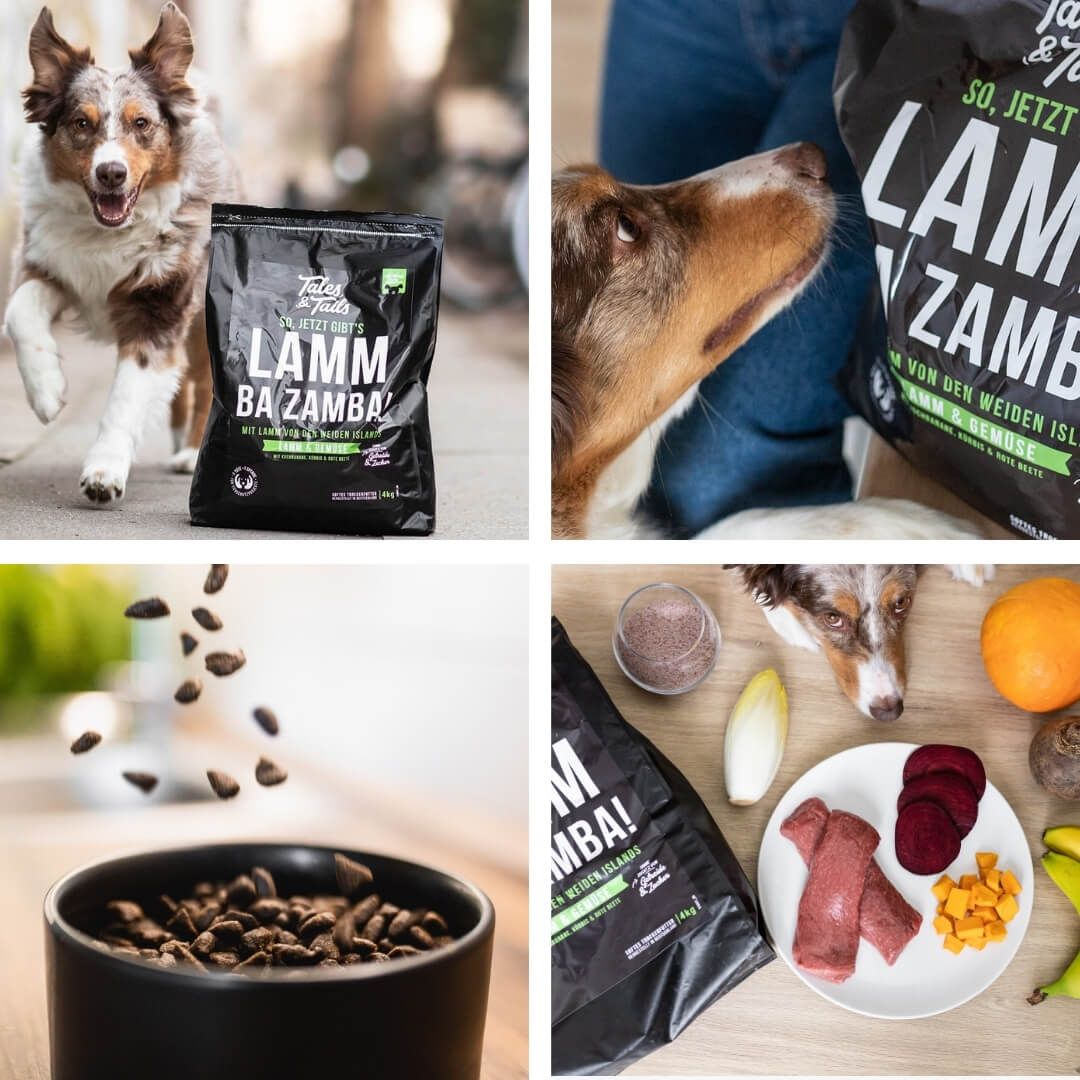 Tier, Hund, Säugetier, Haustier