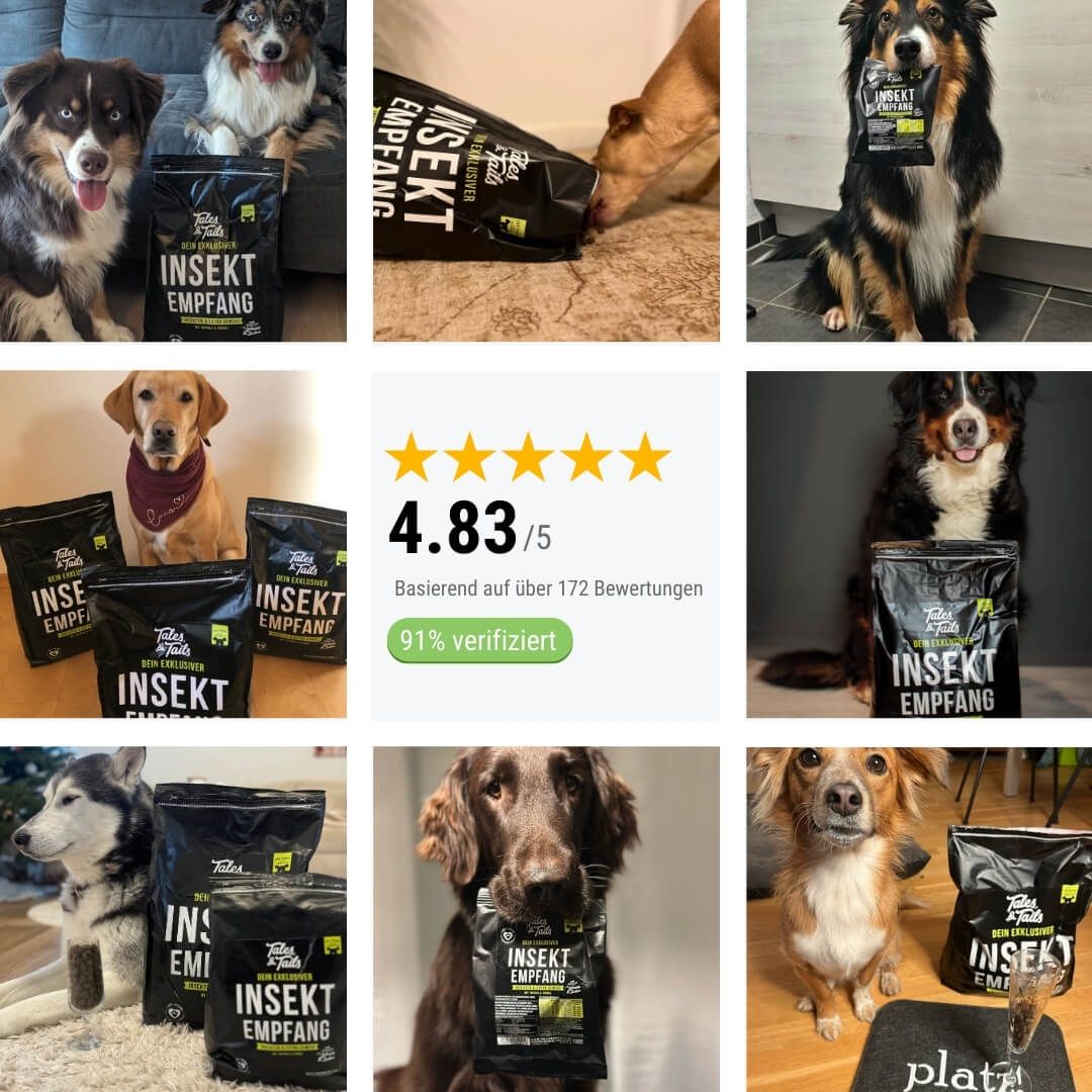 Tier, Hund, Säugetier, Haustier