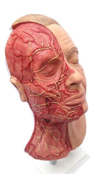 Erler-zimmer Kopf für Gesichtsinjektionen mit Muskeln, Arterien und Nerven