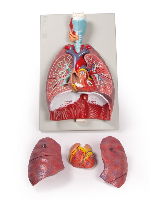 Lunge, Herz und Kehlkopf, 7 Teile