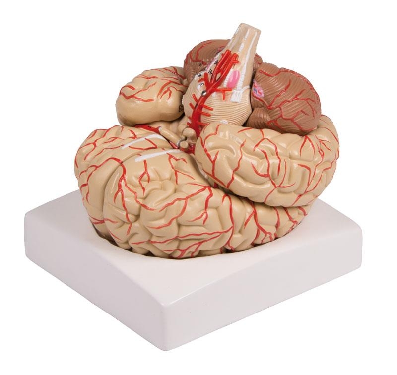 Gehirnmodell, 9-teilig mit Arterien