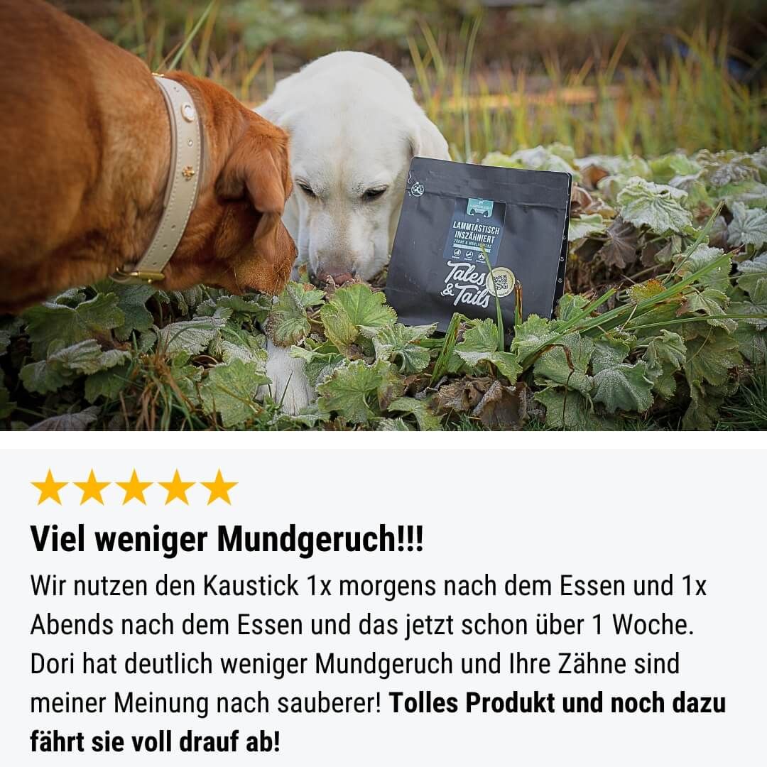 Kräuter, Pflanze, Blatt, Hund