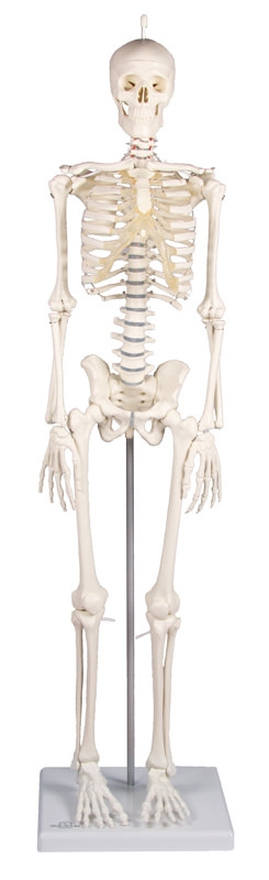 Miniatur-Skelett „Patrick“