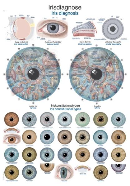 Erler-Zimmer Lehrtafel "Irisdiagnose", 50x70cm