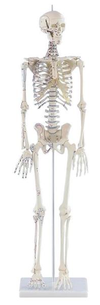 Erler-zimmer Miniatur-Skelett Daniel mit Muskelmarkierungen