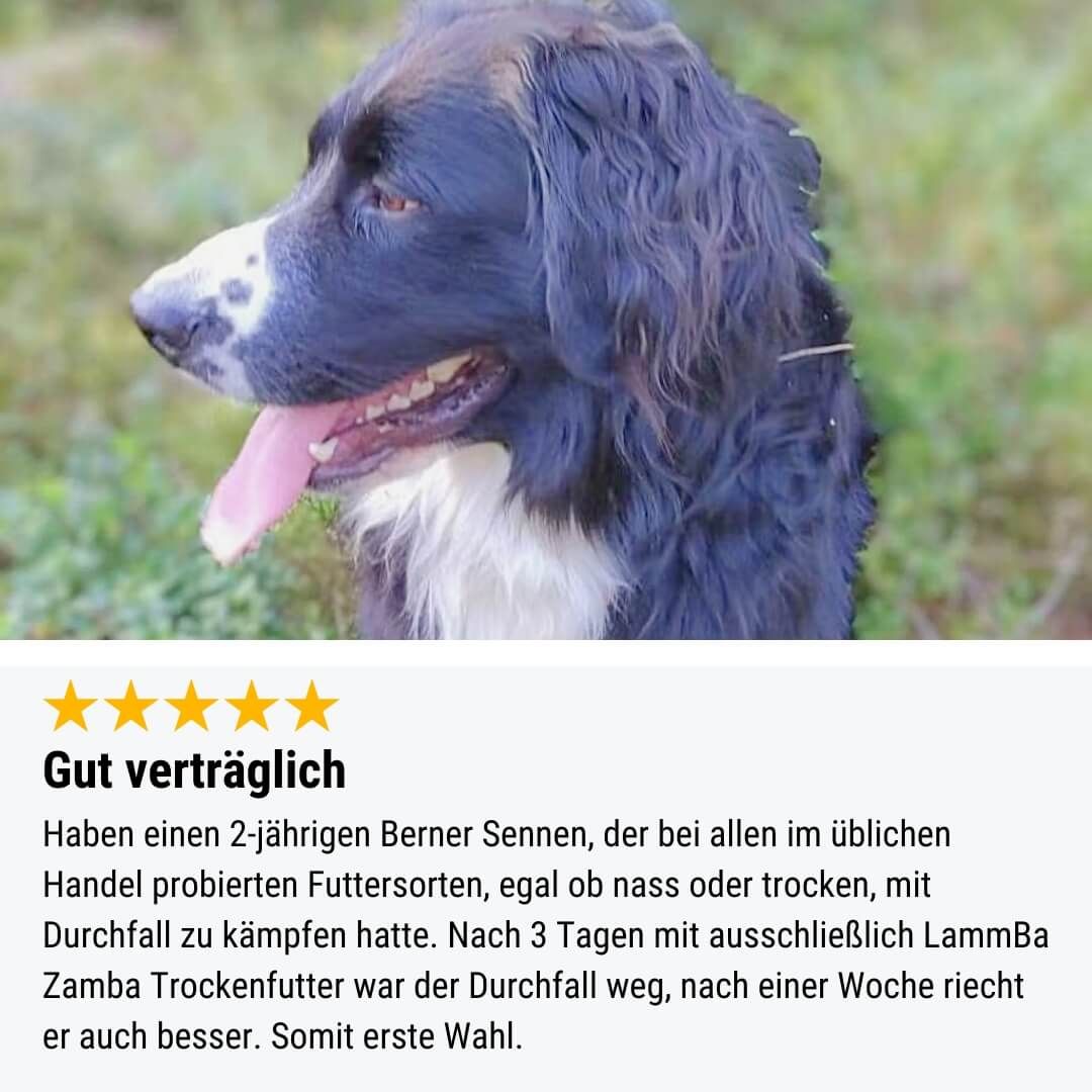 Hund, Säugetier, Haustier, Cockerspaniel