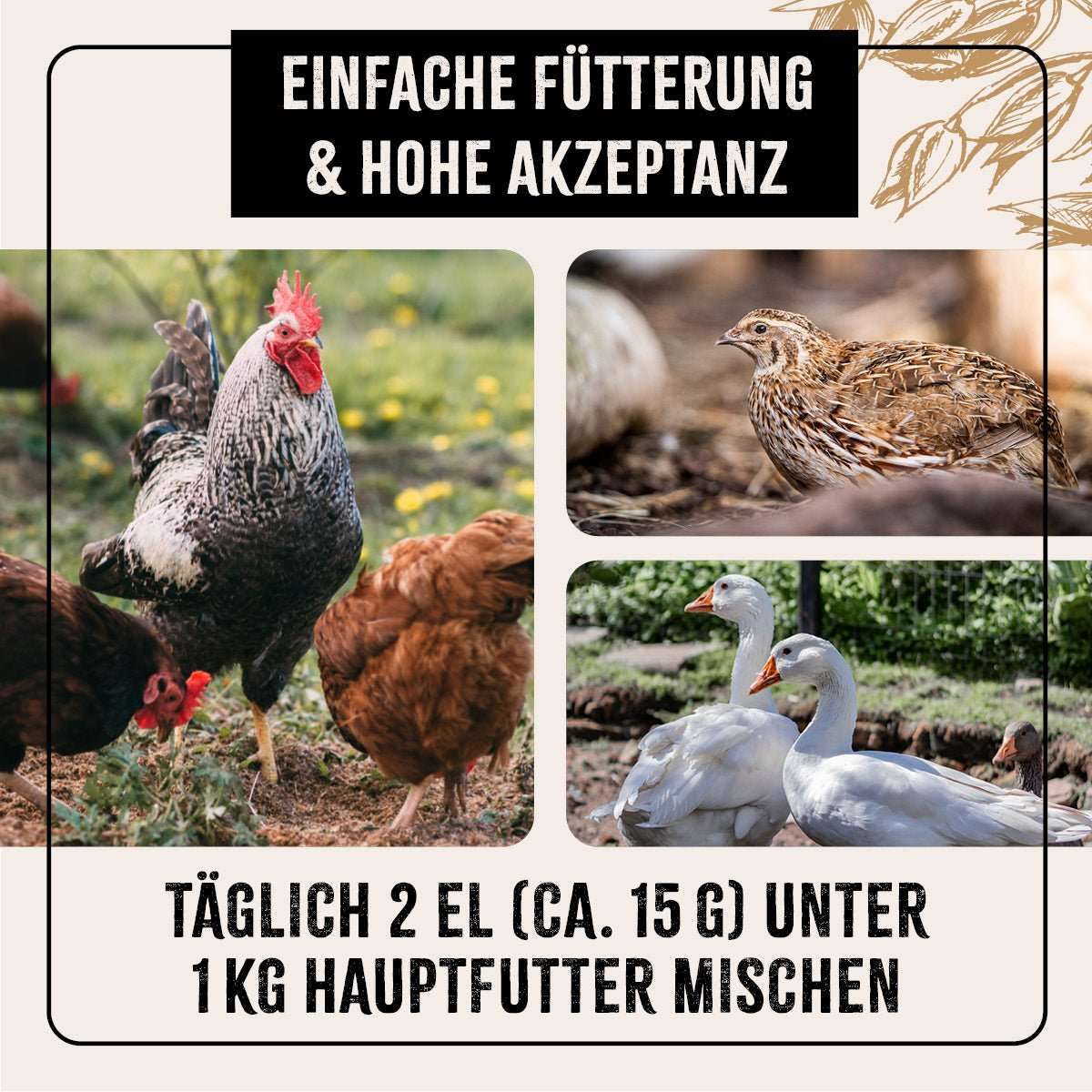 Tier, Vogel, Hühnchen, Geflügel