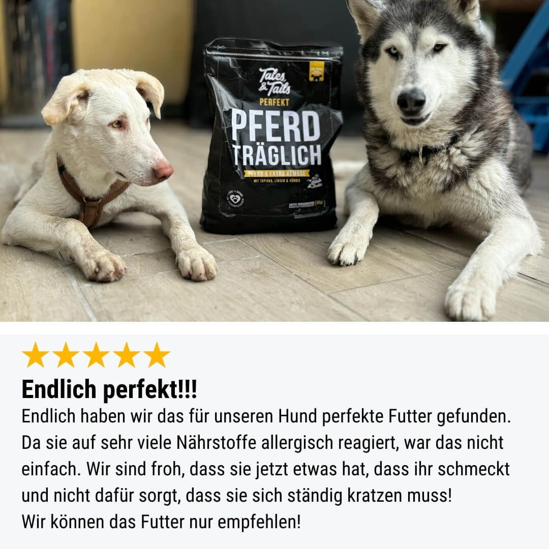 Hund, Husky, Säugetier, Haustier