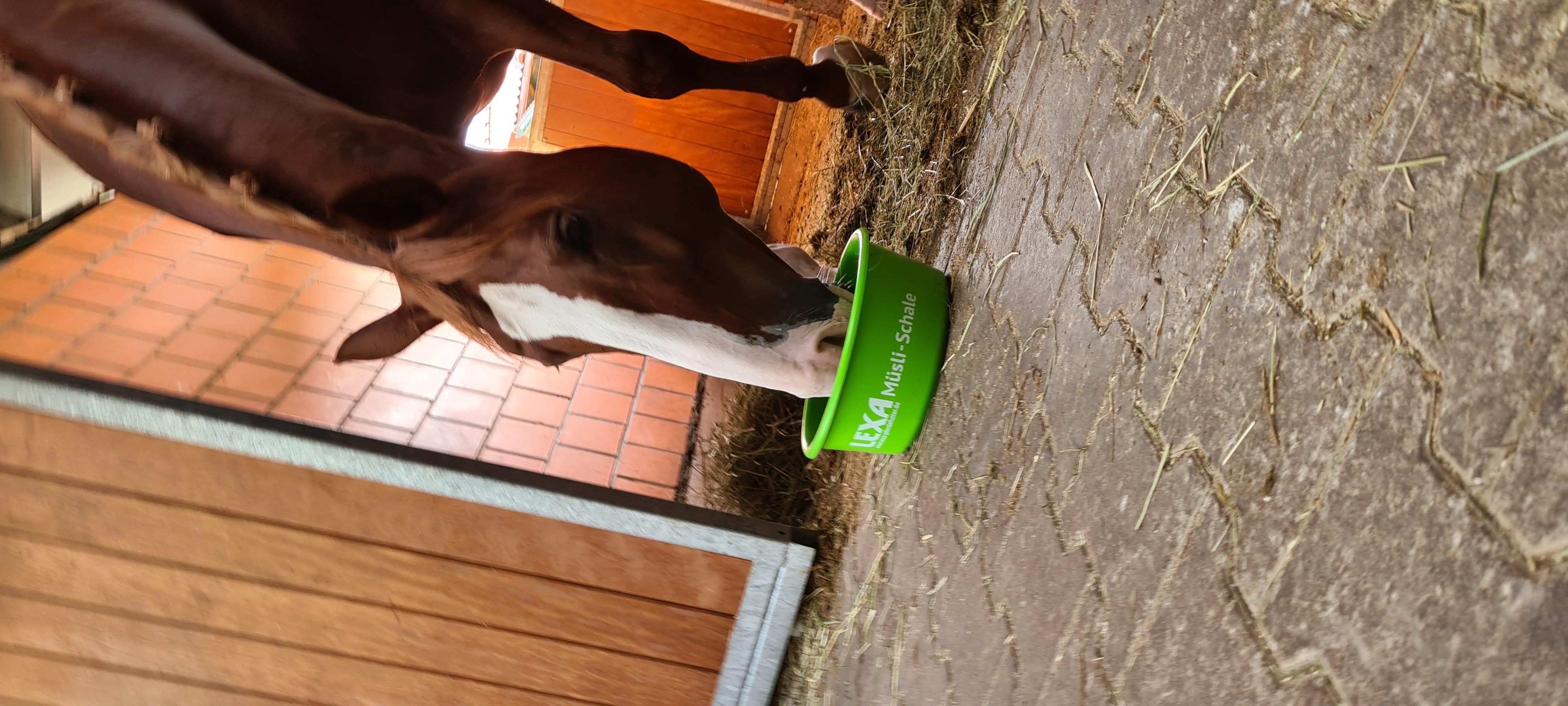 Lexa Müslischale mit Deckel 1 Stück