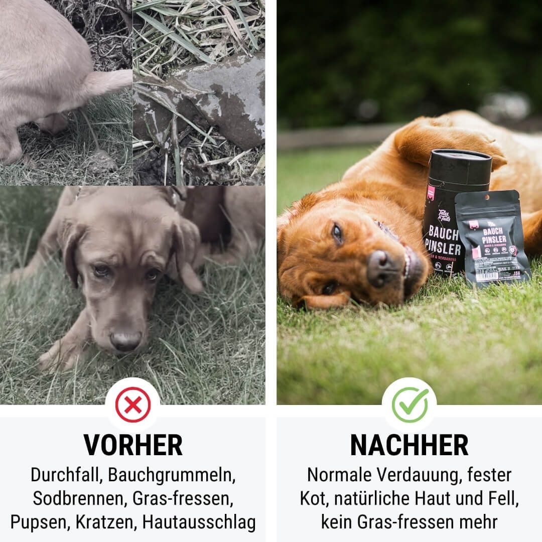 Werbung, Plakat, Hund, Säugetier, Haustier