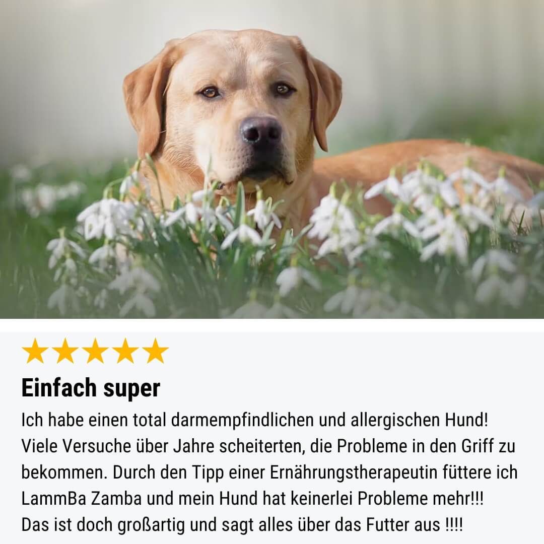 Hund, Labrador Retriever, Säugetier, Haustier