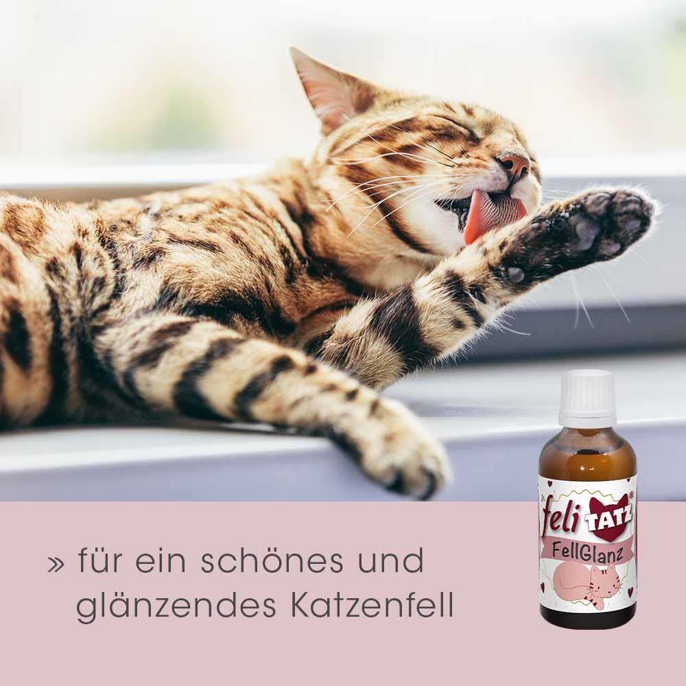 Tier, Katze, Säugetier, Haustier