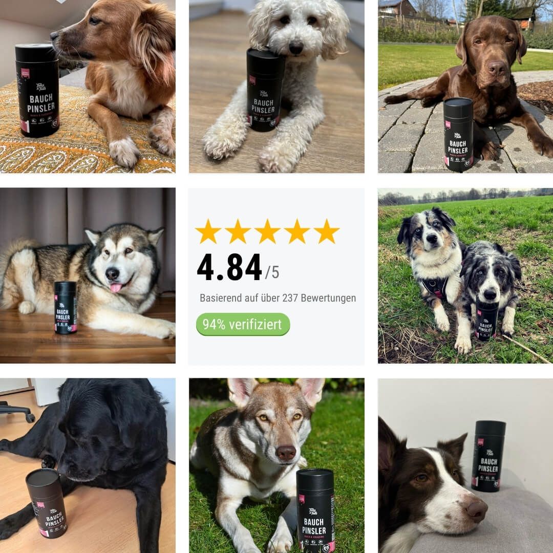 Hund, Welpe, Tennisball, Gras, Husky