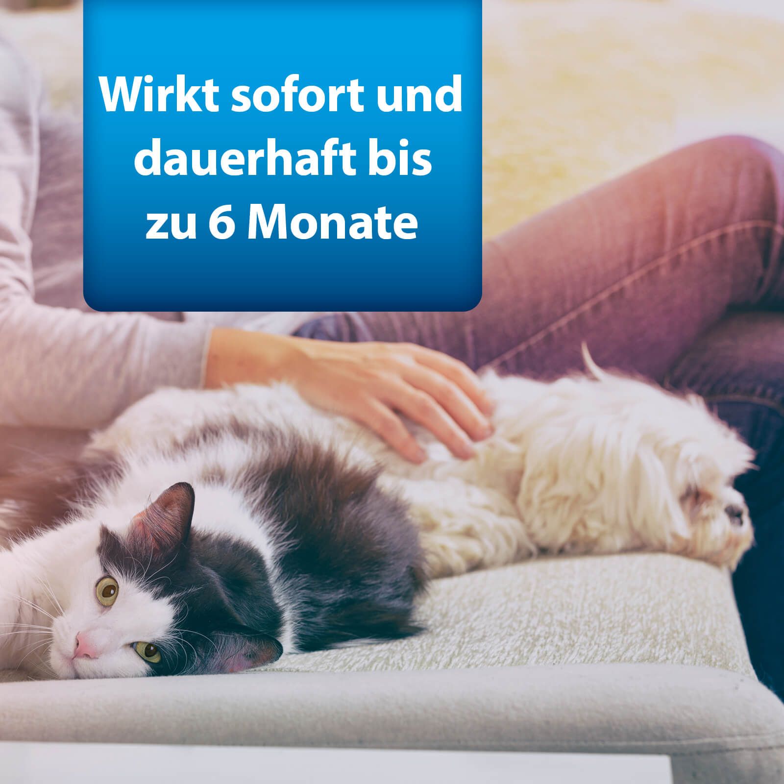 Couch, Mobiliar, Kätzchen, Säugetier, Haustier