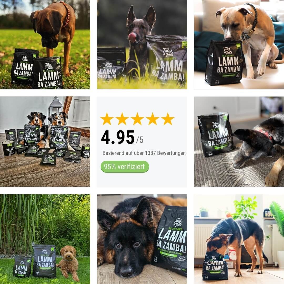 Hund, Haustier, Gras, Pflanze