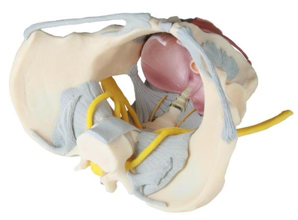Erler-zimmer Weibliches Becken mit Bandapparat, Nerven und Beckenboden