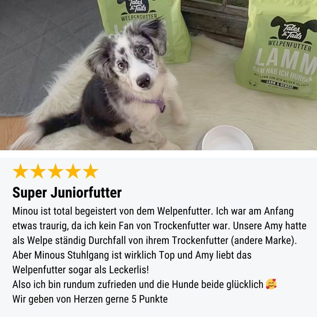 Hund, Säugetier, Haustier, Husky