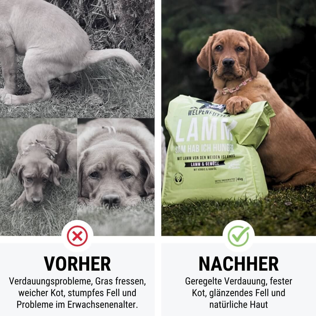 Hund, Säugetier, Haustier, Werbung