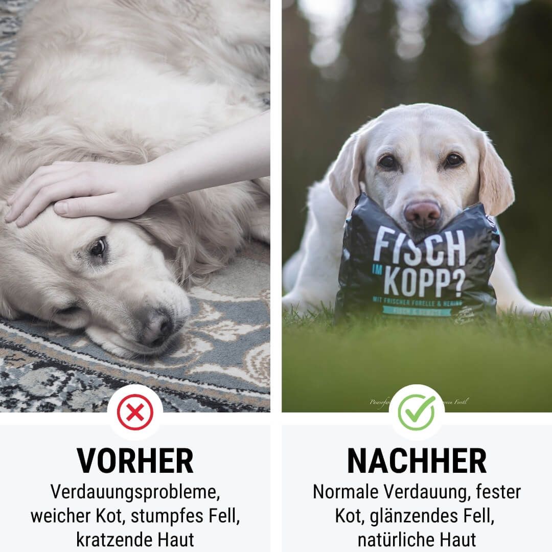 Werbung, Plakat, Hund, Säugetier, Haustier