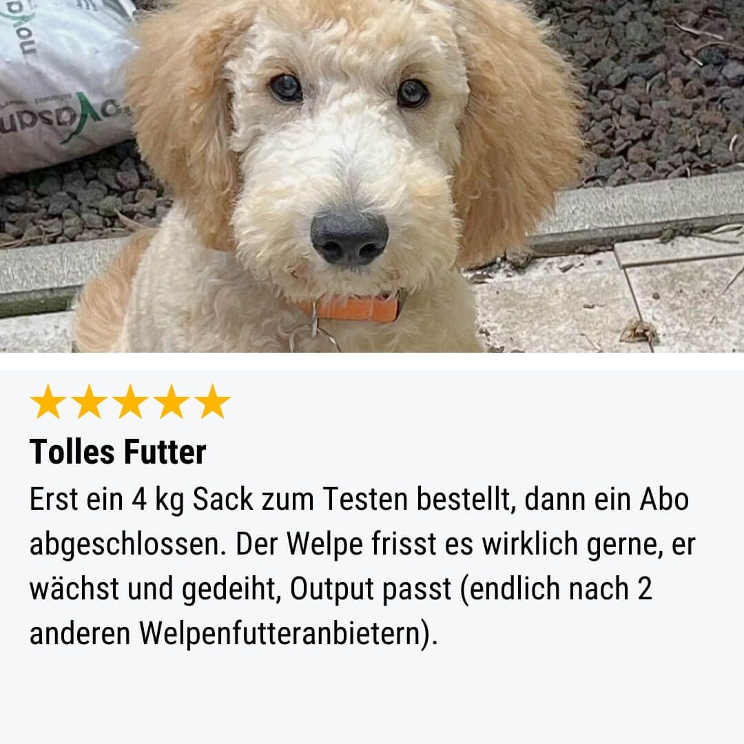 Tier, Hund, Säugetier, Haustier