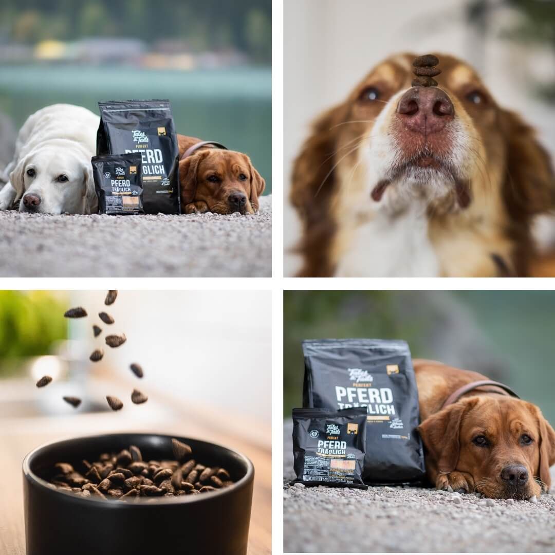 Tier, Hund, Säugetier, Haustier