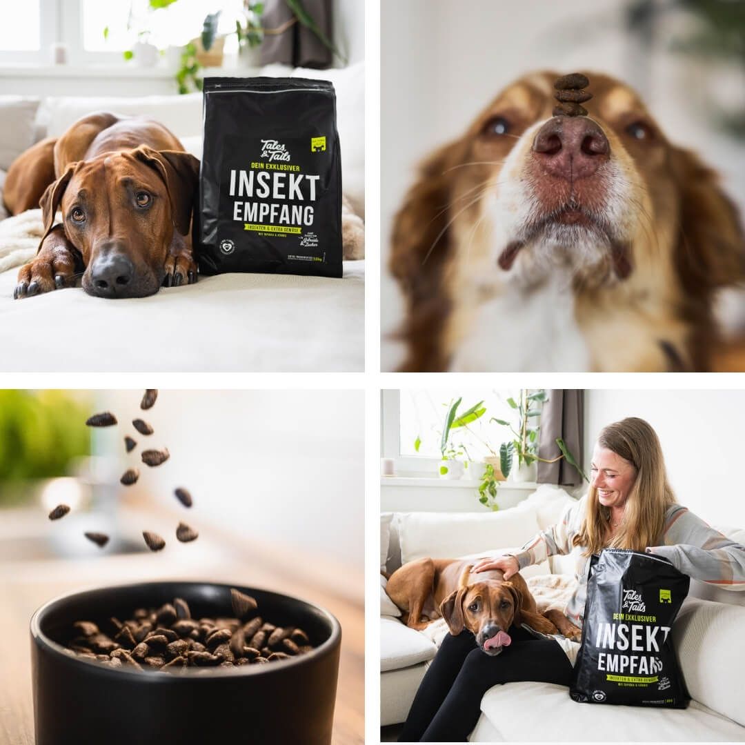 Tasche, Hund, Säugetier, Haustier