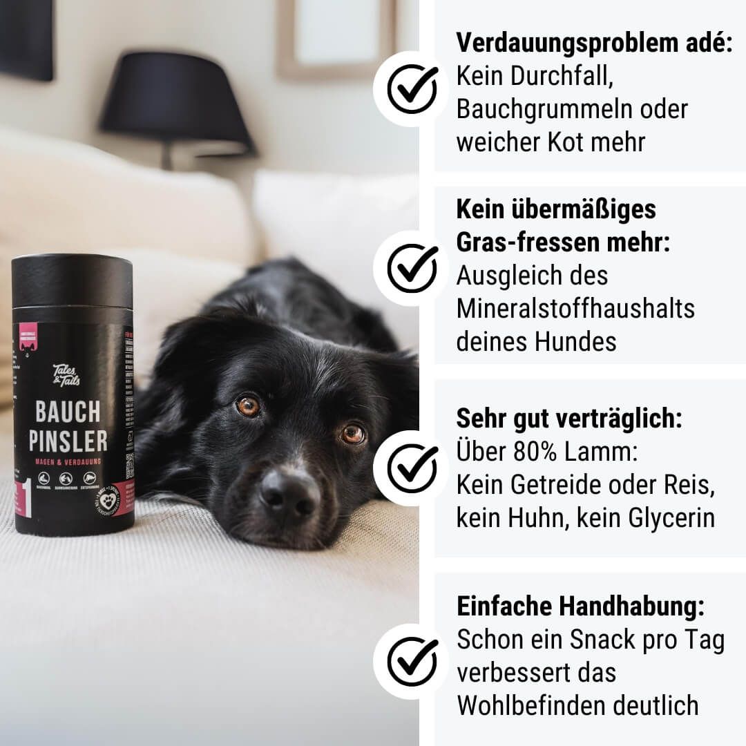 Lampe, Hund, Säugetier, Haustier, Welpe