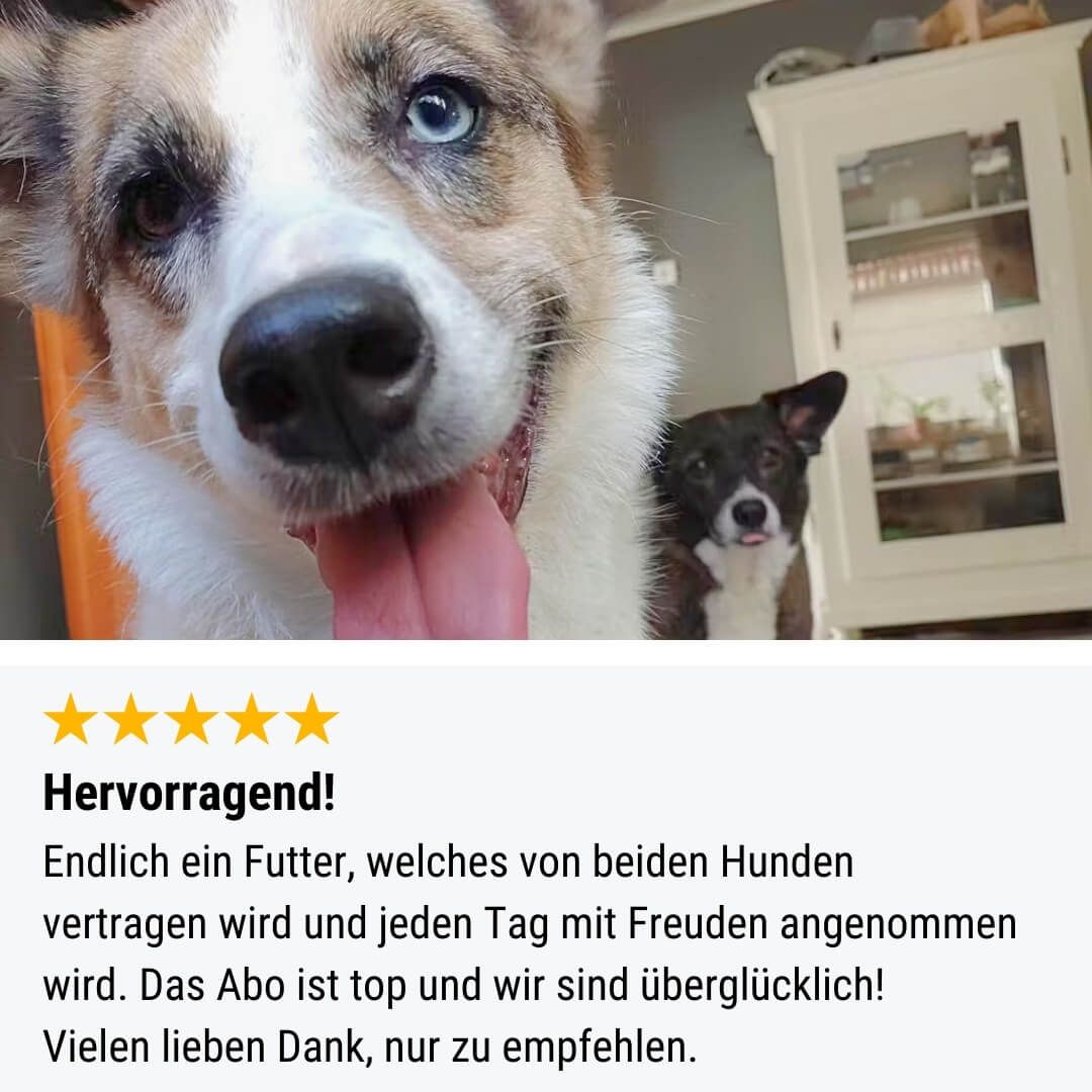 Kabinett, Mobiliar, Hund, Husky, Welpe